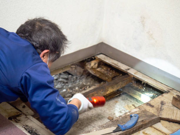 Best Office Mold Removal Services  in Berryville, VA