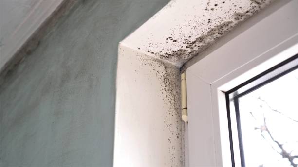 Best Mold Testing  in Berryville, VA