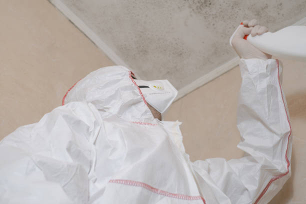 Best Mold Cleaning Services  in Berryville, VA