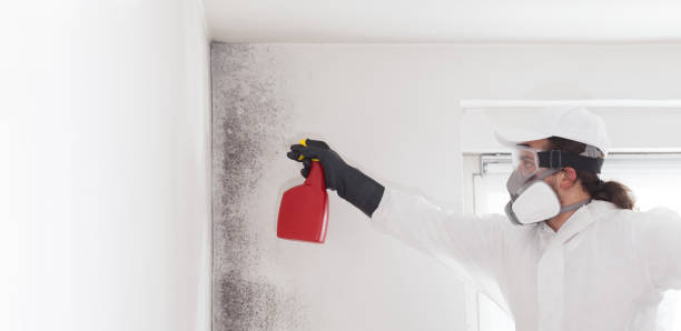 Best Professional Mold Removal  in Berryville, VA