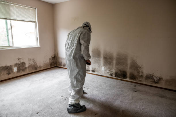 Best Mold Testing  in Berryville, VA