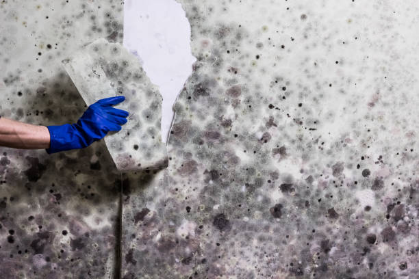 Best Mold Damage Repair  in Berryville, VA